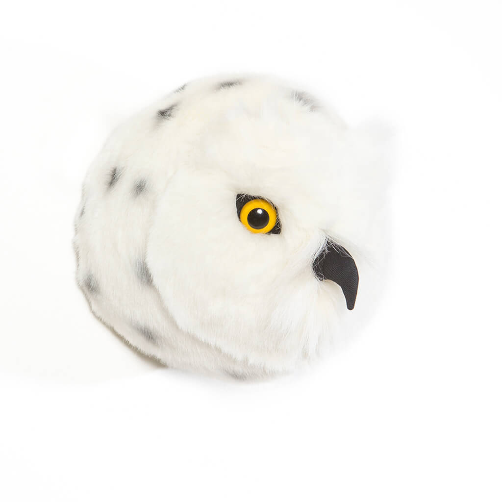 Snowy Owl Chloe